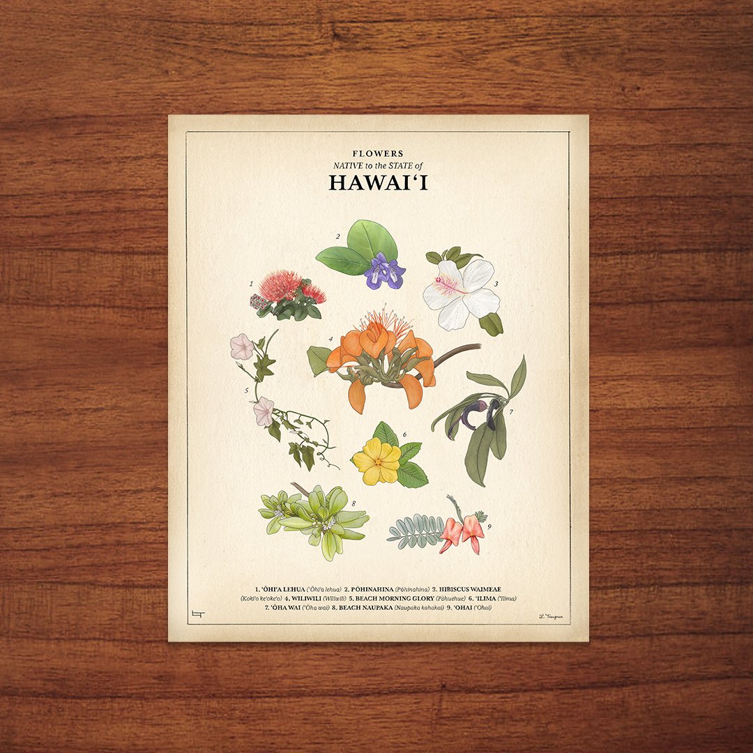 Lauren Trangmar 11x14" Flowers Native to the State of Hawaii