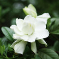 Gardenia Soy Candle