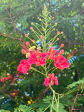 Hawaii Island Seed Company