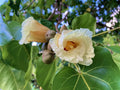 Hawaii Island Seed Company