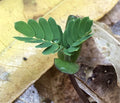 Hawaii Island Seed Company