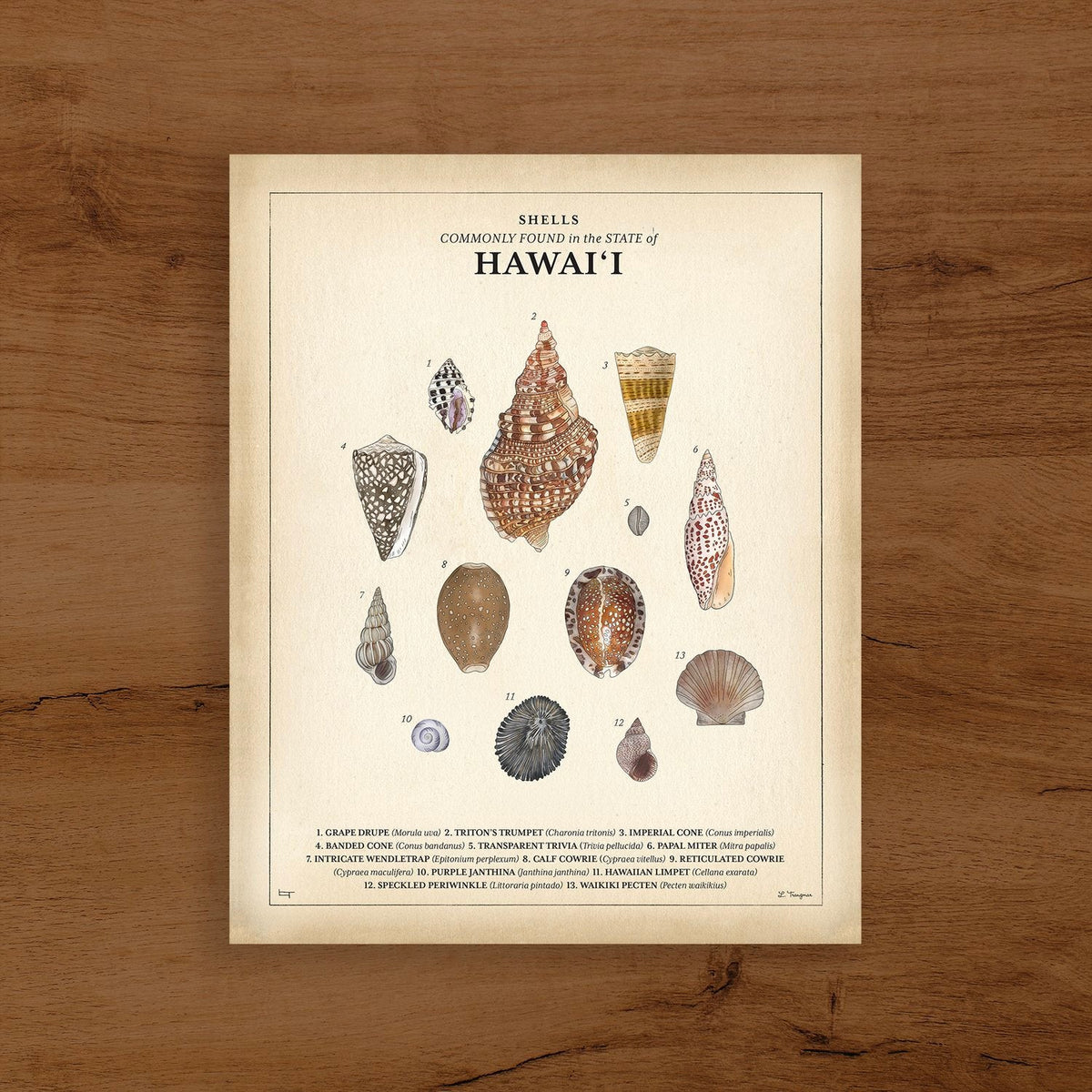 Lauren Trangmar 11x14 Shells commonly found in the state of Hawaiʻi