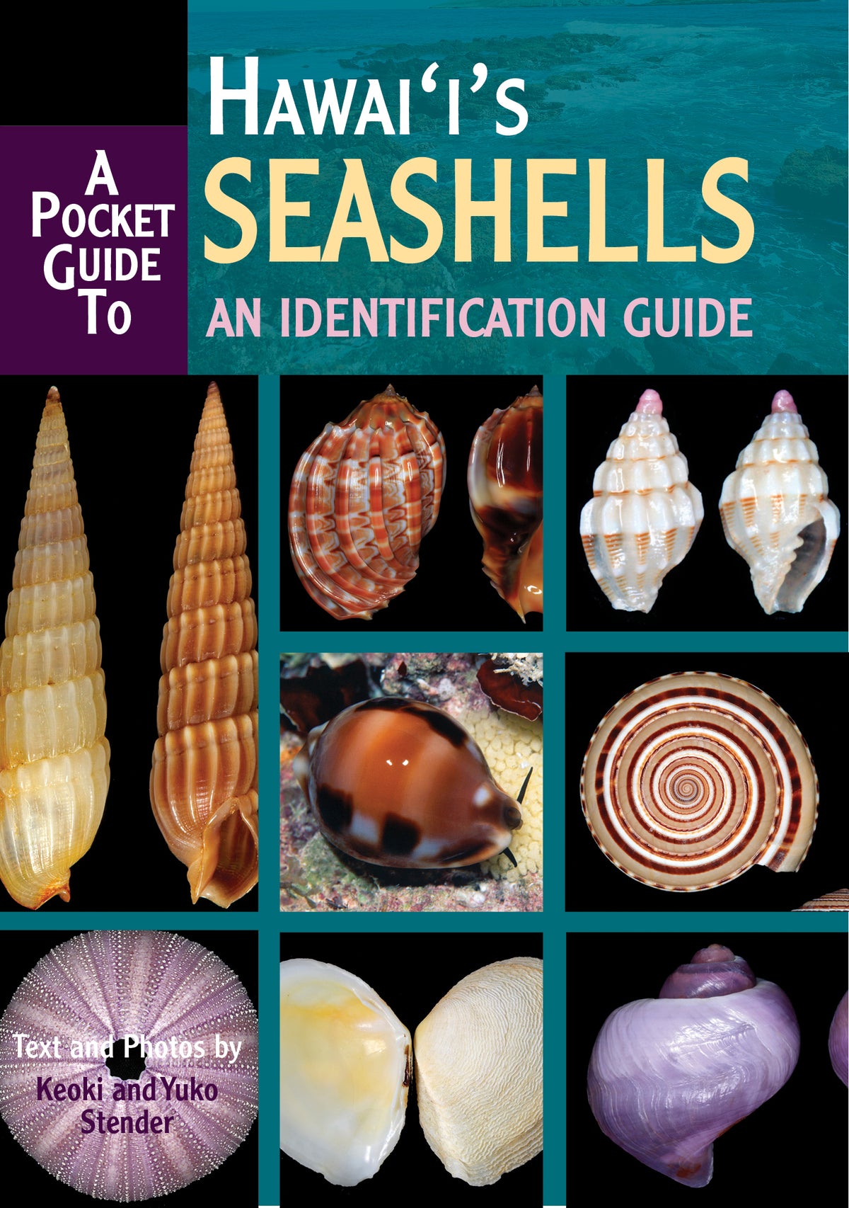 A Pocket Guide to Hawaiʻi’s Seashells: An Identification Guide cover