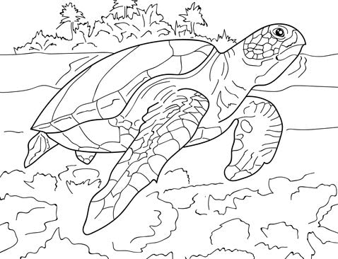 Pop-Up Mākeke - Advance Wildlife Education - Endangered Species Educational Coloring Book