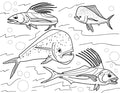 Pop-Up Mākeke - Advance Wildlife Education - Fish of the Pacific Coast Wildlife Coloring Book - Coloring Page