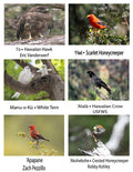 Pop-Up Mākeke - Advance Wildlife Education - Hawaiian Ma Uka Mountain Wildlife Educational Coloring Book - Photos