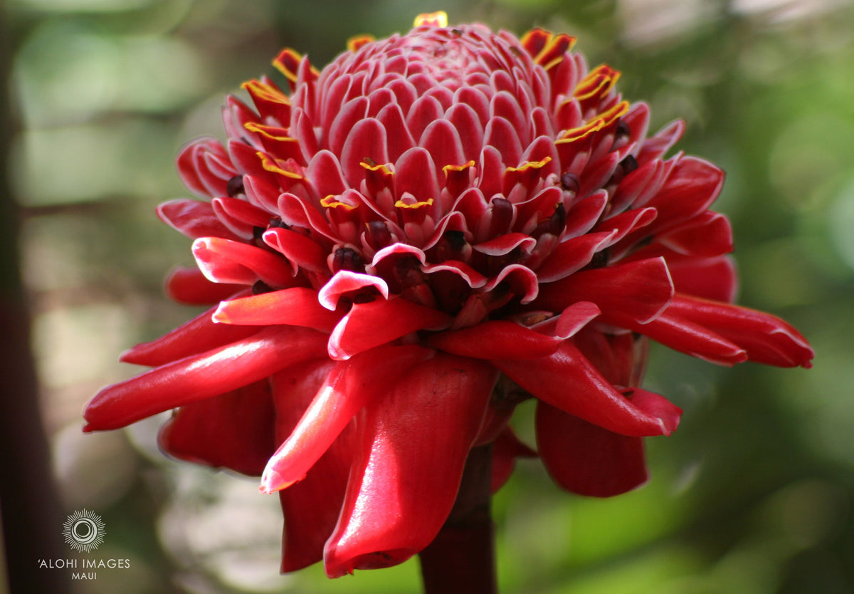 Pop-Up Mākeke - Alohi Images Maui - ‘Alohi Variety Notecard Set