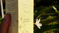 Plumeria (Frangipani) Hydrosol