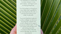Plumeria (Frangipani) Hydrosol