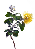 This yellow variey of ʻōhiʻa lehua is far less common than the more familiar red and orange varieties. Native Hawaiians use the bark of ʻōhiʻa to make kapa (cloth) beaters, poi boards, spears, and more.