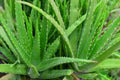 Hawaii Island Seed Company