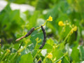 Hawaii Island Seed Company