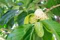 Hawaii Island Seed Company