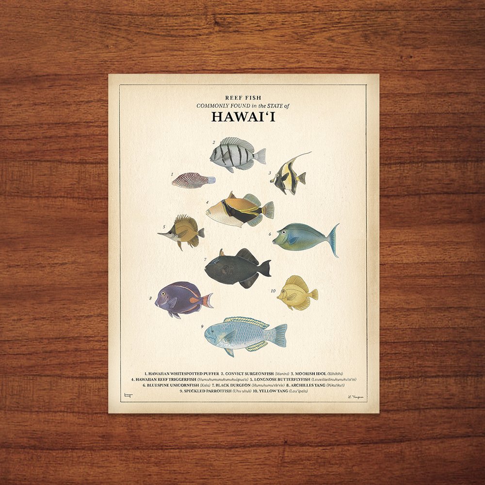 Lauren Trangmar 11x14" Reef Fish