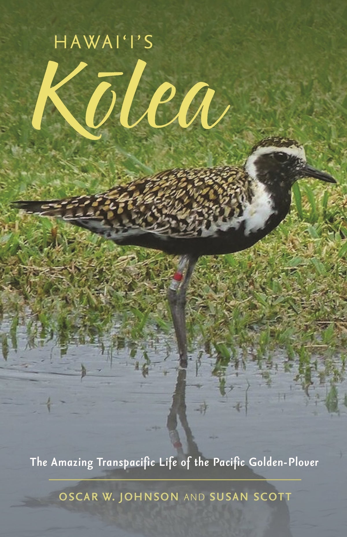 Hawaii's Kolea: The Amazing Transpacific Life of the Pacific Golden-Plover