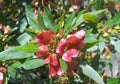Hawaii Island Seed Company