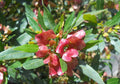 Hawaii Island Seed Company