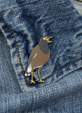 Myna Bird Pin