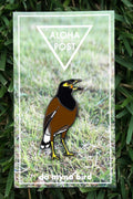 Myna Bird Pin