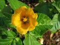 Hawaii Island Seed Company