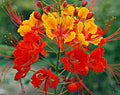 Hawaii Island Seed Company