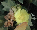 Hawaii Island Seed Company
