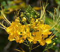 Hawaii Island Seed Company
