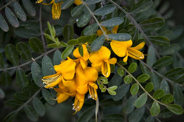 Hawaii Island Seed Company