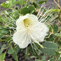 Hawaii Island Seed Company