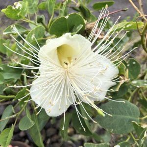 Hawaii Island Seed Company