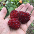 Hawaii Island Seed Company