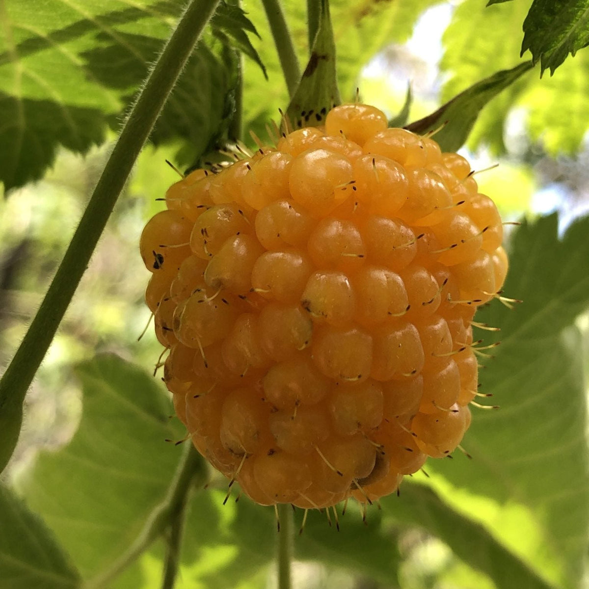Hawaii Island Seed Company