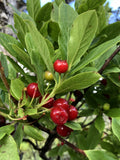Hawaii Island Seed Company