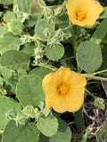 Hawaii Island Seed Company
