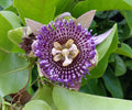 Hawaii Island Seed Company