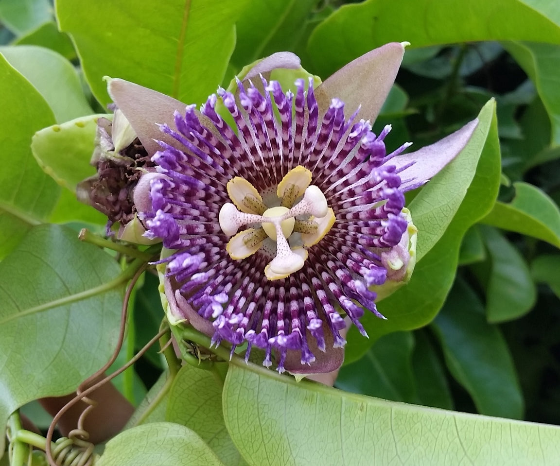 Hawaii Island Seed Company