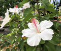 Hawaii Island Seed Company