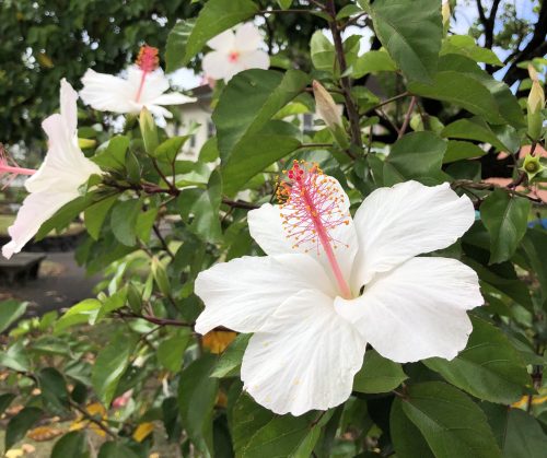 Hawaii Island Seed Company