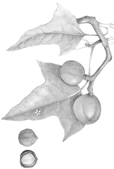 Hawaii Island Seed Company