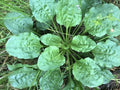 Hawaii Island Seed Company