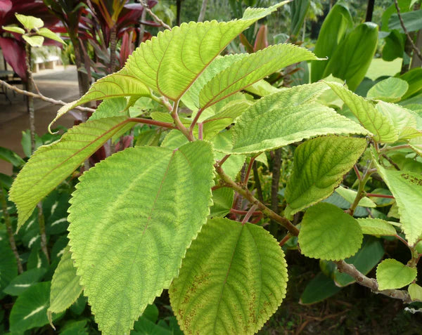 Hawaii Island Seed Company