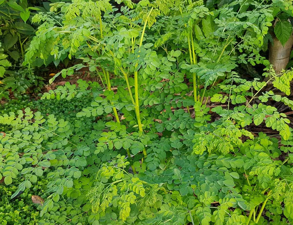 Hawaii Island Seed Company