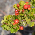 Hawaii Island Seed Company