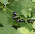 Hawaii Island Seed Company