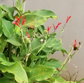 Hawaii Island Seed Company