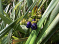 Hawaii Island Seed Company
