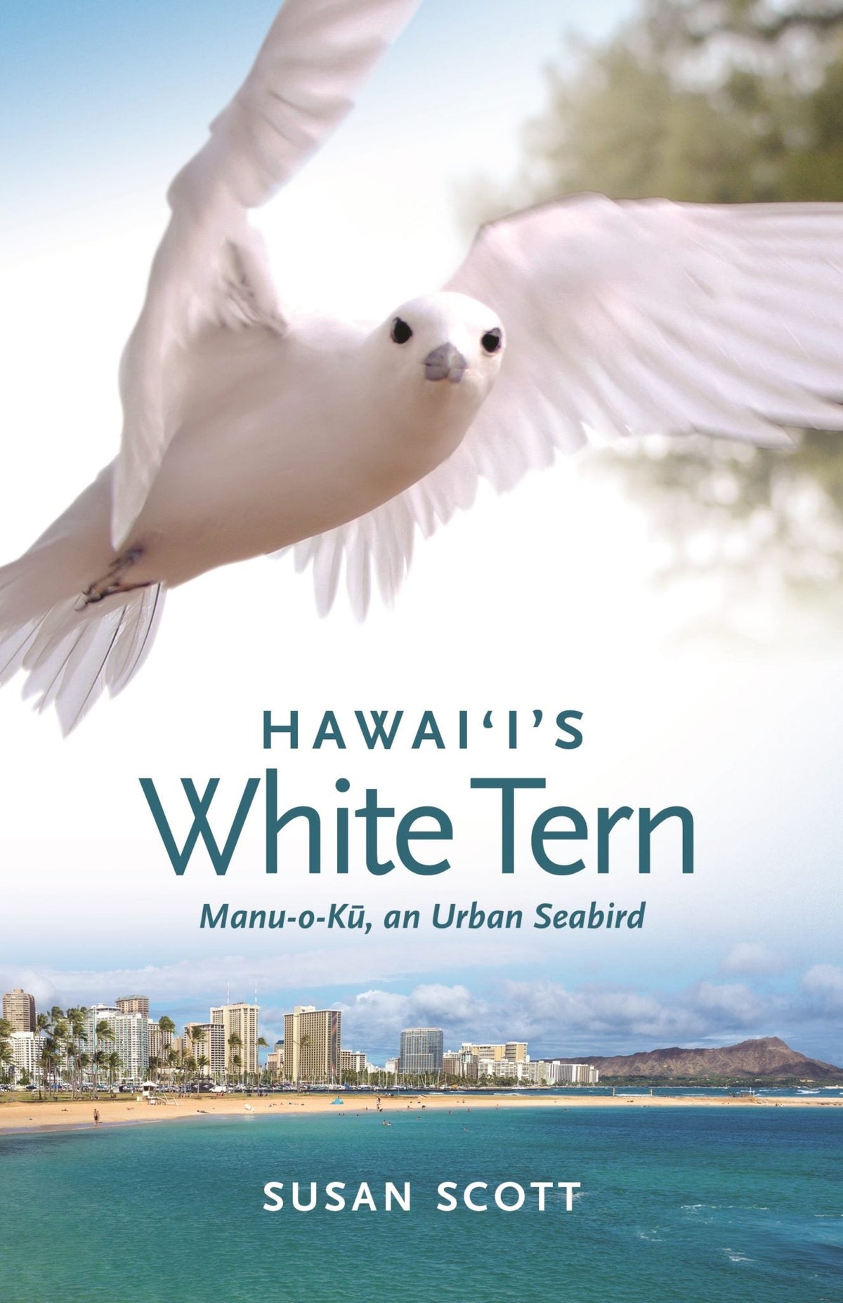 Hawaii’s White Tern: Manu-o-Ku, an Urban Seabird