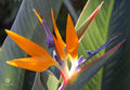 Pop-Up Mākeke - Alohi Images Maui - Bird of Paradise Variety Blank Notecards Set