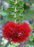 Pop-Up Mākeke - Alohi Images Maui - Noho‘ana Variety Blank Notecard Set
